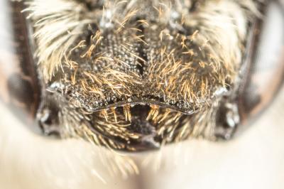  Hoplitis acuticornis (Dufour & Perris, 1840)