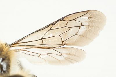  Hoplitis acuticornis (Dufour & Perris, 1840)
