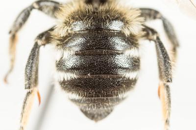  Hoplitis acuticornis (Dufour & Perris, 1840)