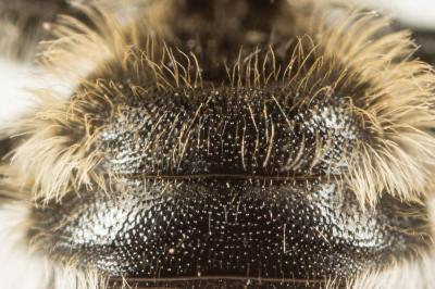  Hoplitis acuticornis (Dufour & Perris, 1840)