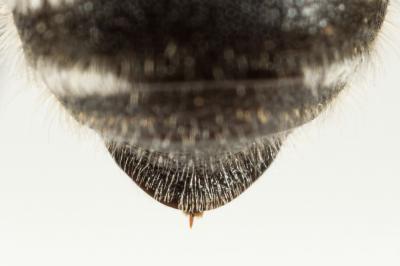  Hoplitis acuticornis (Dufour & Perris, 1840)