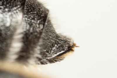  Hoplitis acuticornis (Dufour & Perris, 1840)