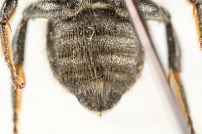  Hoplitis acuticornis (Dufour & Perris, 1840)