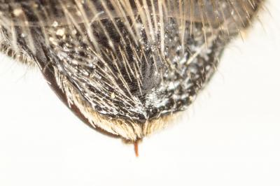  Hoplitis acuticornis (Dufour & Perris, 1840)