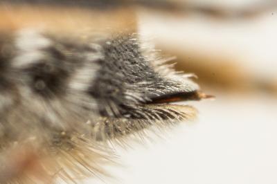  Hoplitis acuticornis (Dufour & Perris, 1840)
