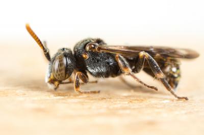  Nomada distinguenda Morawitz, 1874
