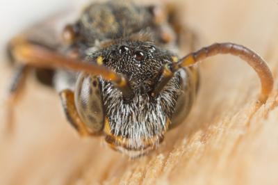  Nomada distinguenda Morawitz, 1874