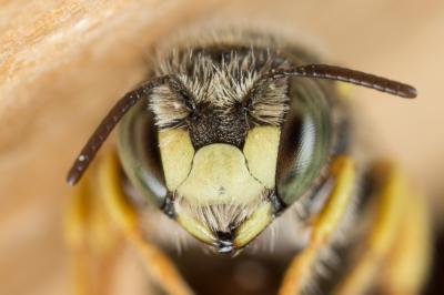  Pseudoanthidium scapulare (Latreille, 1809)
