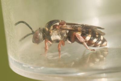  Epeolus Latreille, 1802