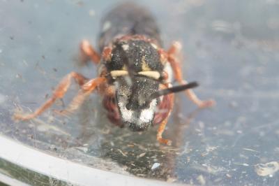  Epeolus Latreille, 1802