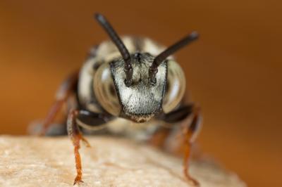  Epeolus variegatus (Linnaeus, 1758)