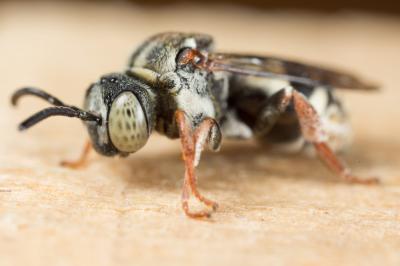  Epeolus variegatus (Linnaeus, 1758)