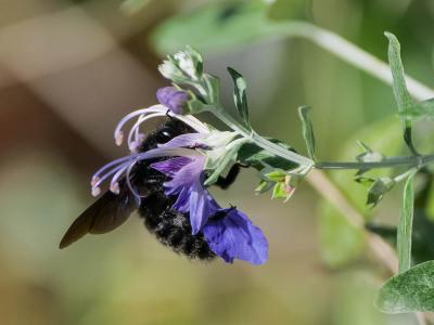 Abeille charpentière, Xylocope violet Xylocopa violacea (Linnaeus, 1758)