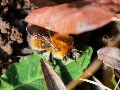 Bourdon des champs Bombus pascuorum (Scopoli, 1763)
