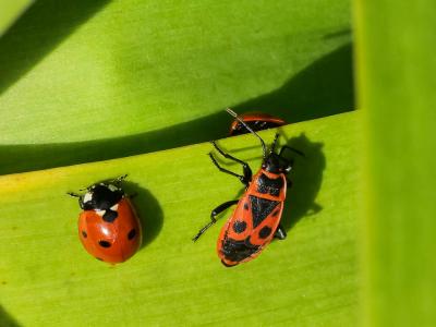 Gendarme, Pyrrhocore, Soldat, Suisse Pyrrhocoris apterus (Linnaeus, 1758)