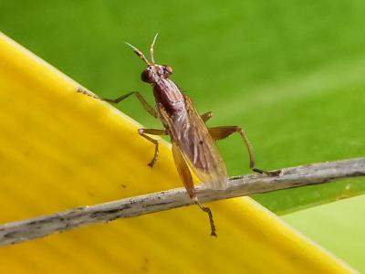  Sepedon spinipes (Scopoli, 1763)