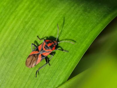  Spilostethus furculus (Herrich-Schaeffer, 1850)