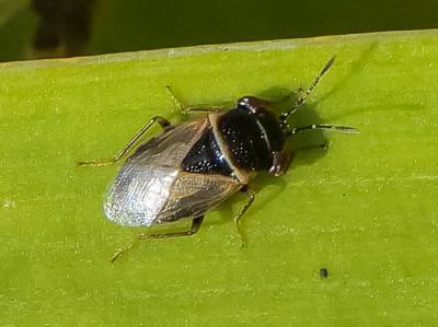  Geocoris megacephalus (Rossi, 1790)