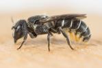  Heriades crenulata Nylander, 1856