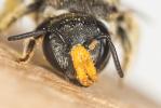  Nomiapis diversipes (Latreille, 1806)