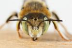  Anthidium diadema Latreille, 1809
