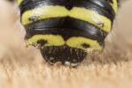  Anthidium diadema Latreille, 1809