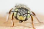 Anthidium diadema Latreille, 1809