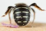  Anthidium diadema Latreille, 1809