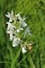 Platanthère à deux feuilles, Platanthère à fleurs  Platanthera bifolia (L.) Rich., 1817