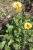 Souci officinal, Souci des jardins Calendula officinalis L., 1753