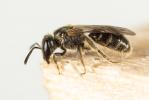  Lasioglossum Curtis, 1833