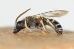  Halictus tridivisus Blüthgen, 1924