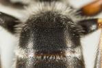  Halictus tridivisus Blüthgen, 1924