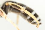  Halictus tridivisus Blüthgen, 1924