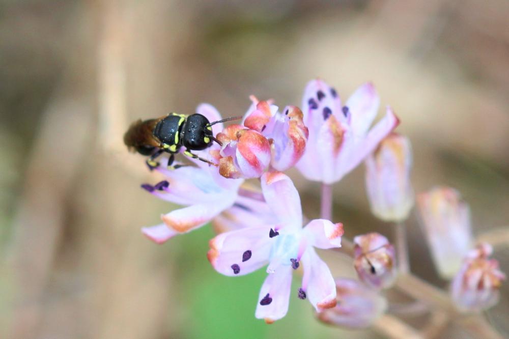 Hylaeus Fabricius, 1793