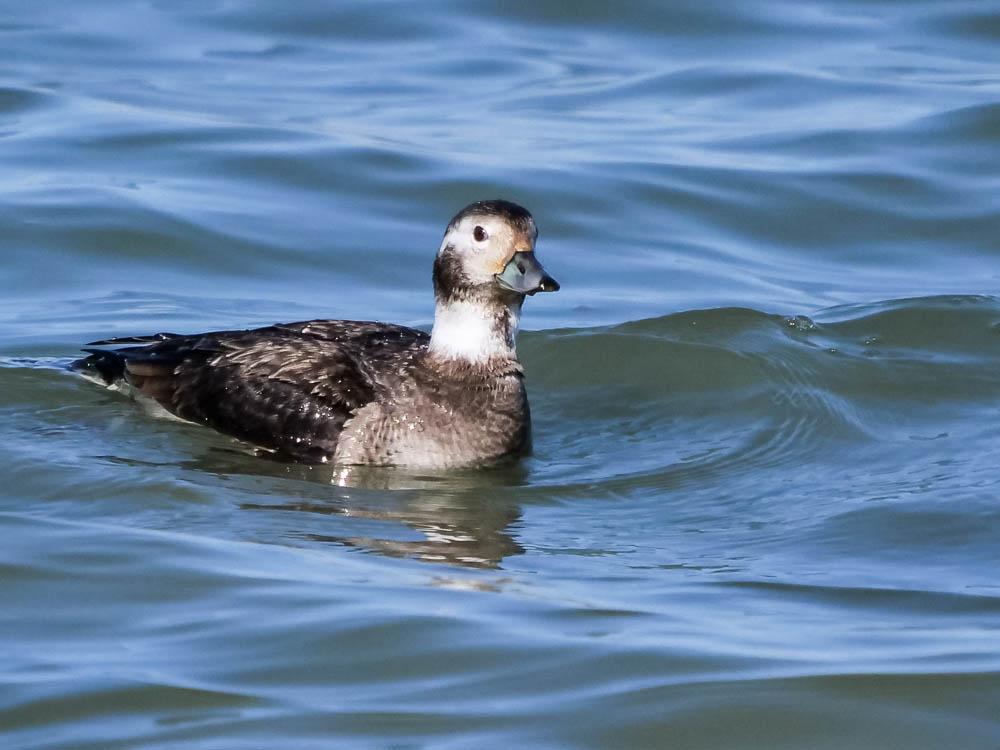 Harelde de Miquelon, Harelde boréale Clangula hyemalis (Linnaeus, 1758)