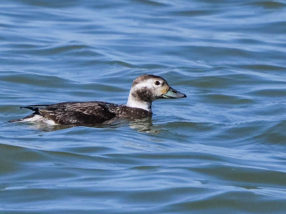 Harelde de Miquelon, Harelde boréale Clangula hyemalis (Linnaeus, 1758)