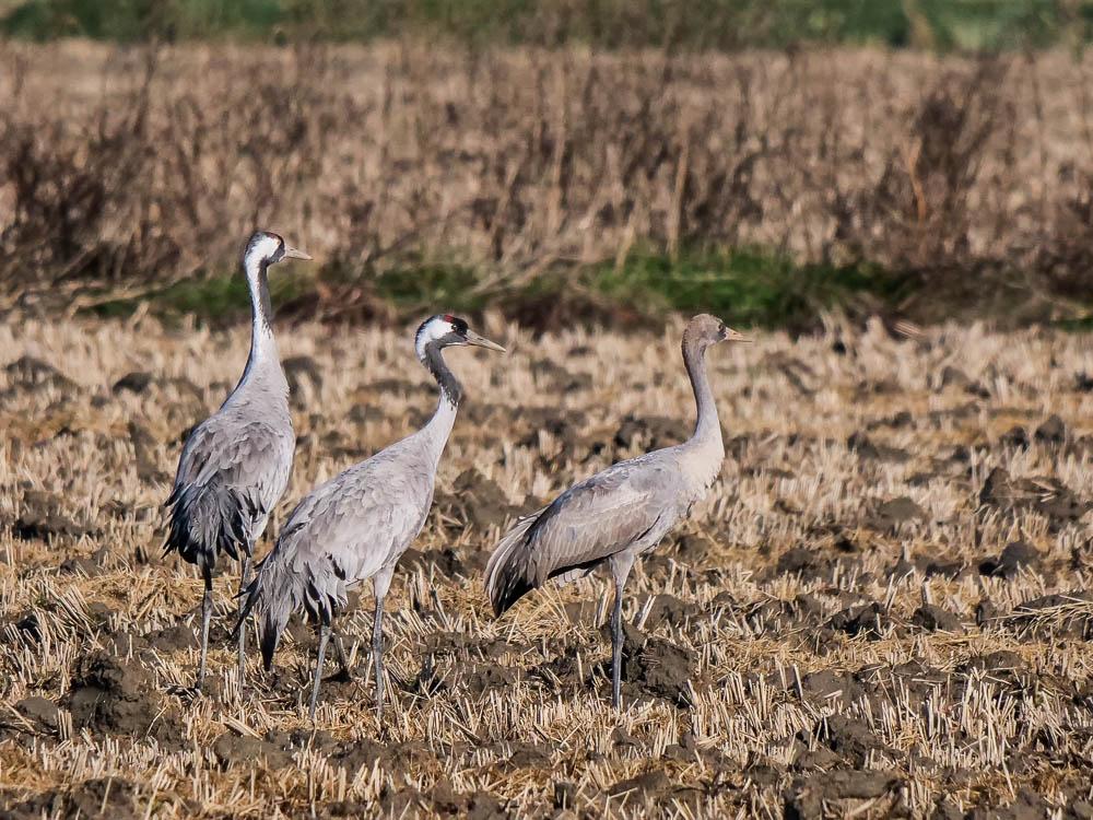Grue cendrée Grus grus (Linnaeus, 1758)