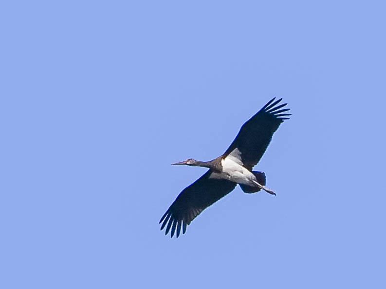 Cigogne noire Ciconia nigra (Linnaeus, 1758)