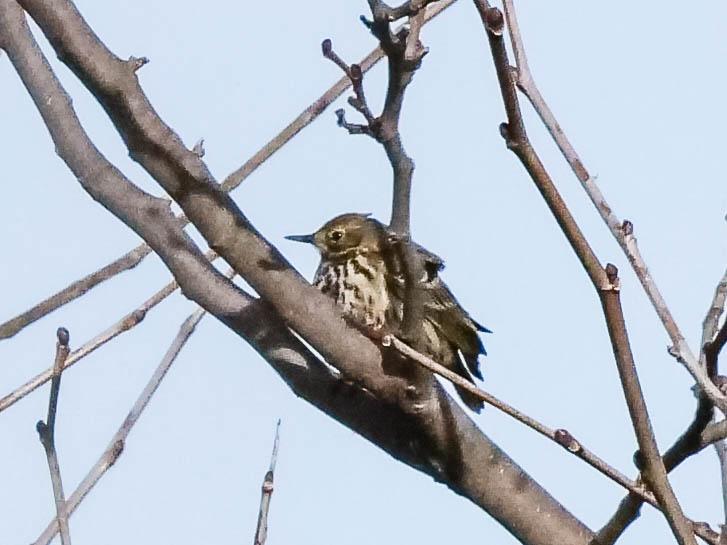 Pipit farlouse Anthus pratensis (Linnaeus, 1758)