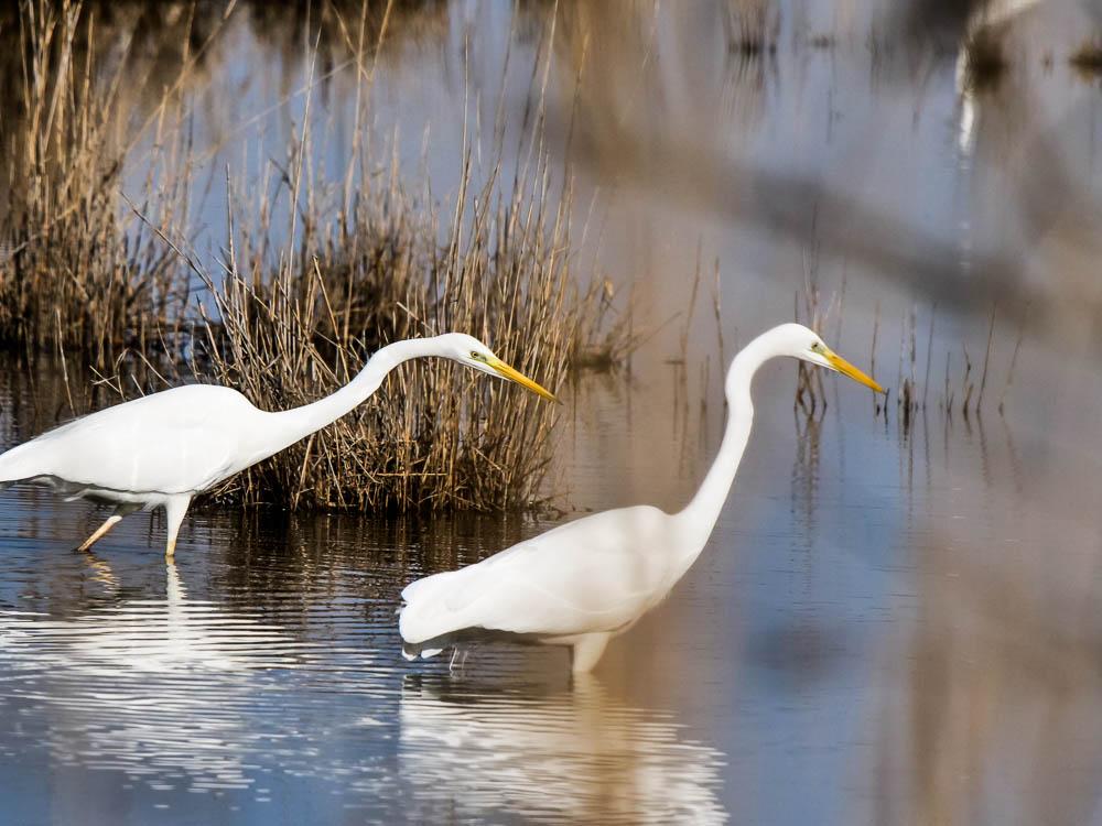 Grande Aigrette Ardea alba Linnaeus, 1758