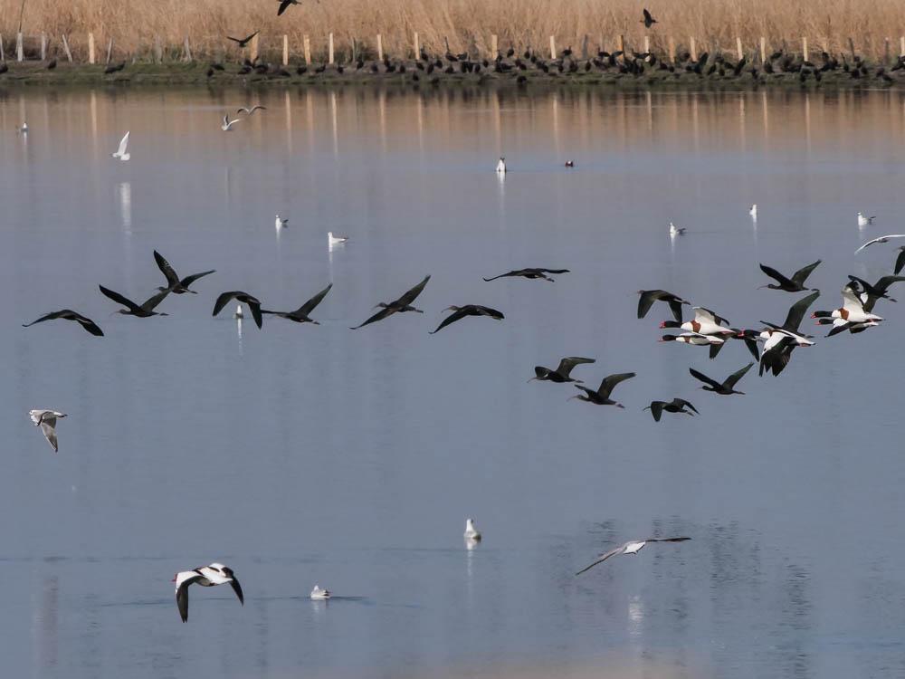 Ibis falcinelle Plegadis falcinellus (Linnaeus, 1766)