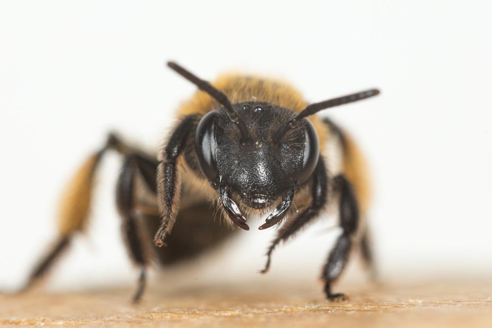 Andrena bicolor Fabricius, 1775