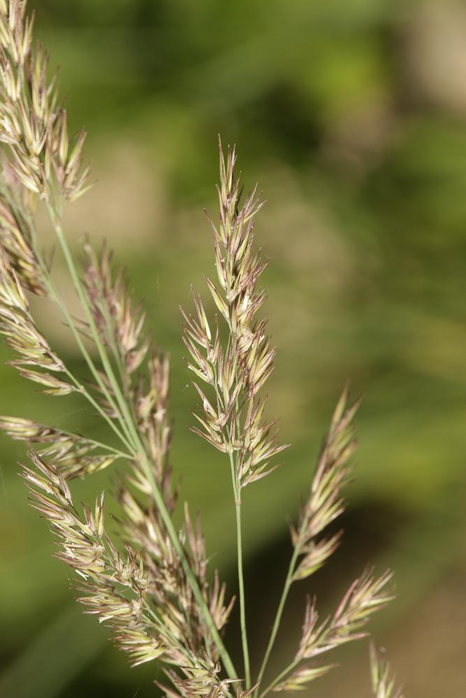 Calamagrostide faux-roseau, Roseau des montagnes Calamagrostis arundinacea (L.) Roth, 1788