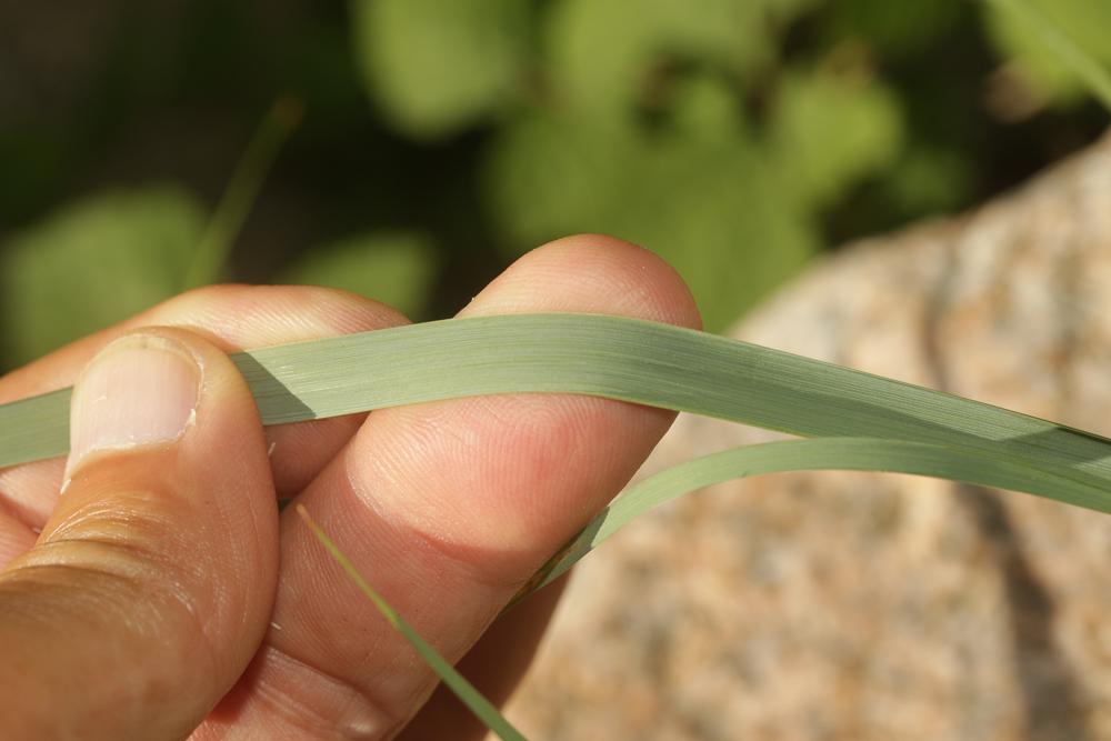Calamagrostide faux-roseau, Roseau des montagnes Calamagrostis arundinacea (L.) Roth, 1788