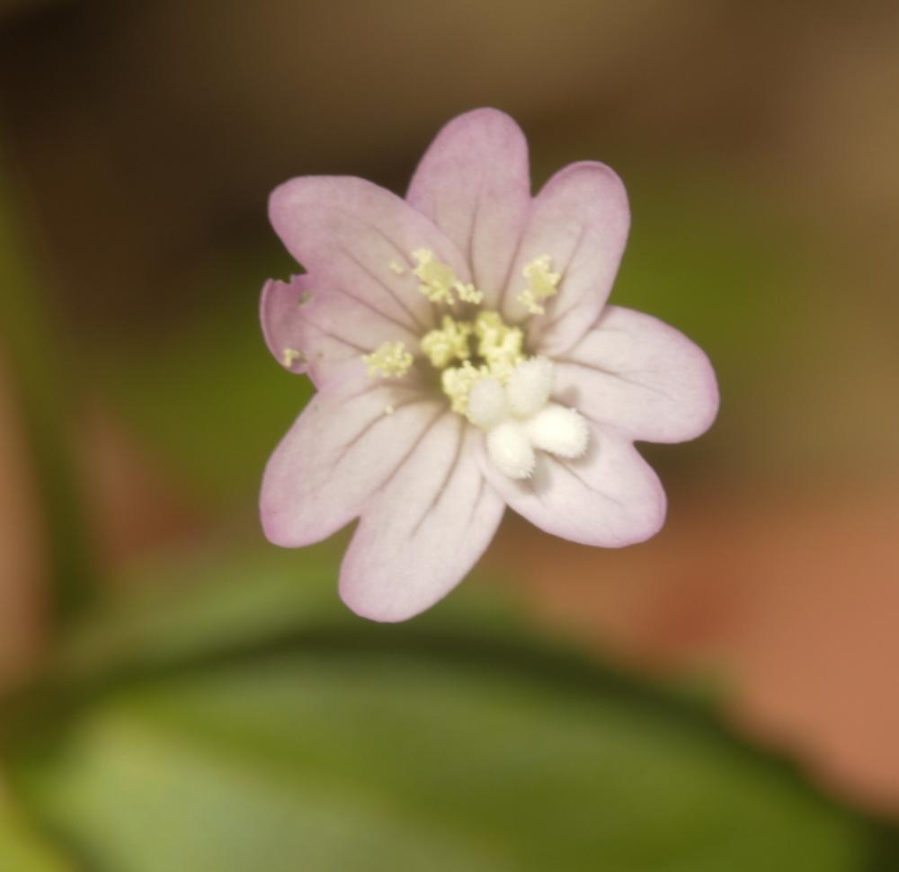 Épilobe des collines Epilobium collinum C.C.Gmel., 1826