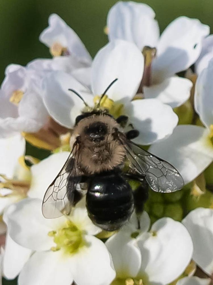  Andrena bicolorata (Rossi, 1790)