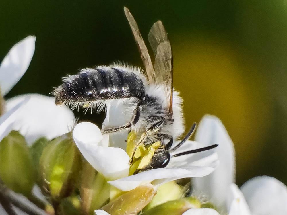 Andrena bicolorata (Rossi, 1790)