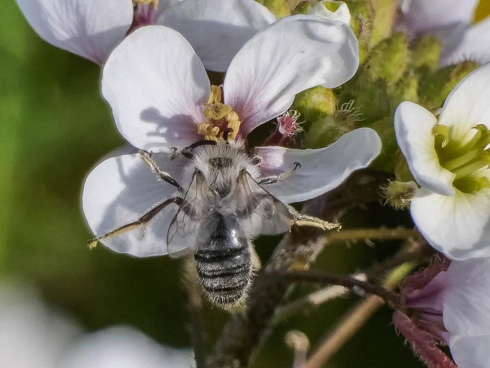 Andrena bicolorata (Rossi, 1790)