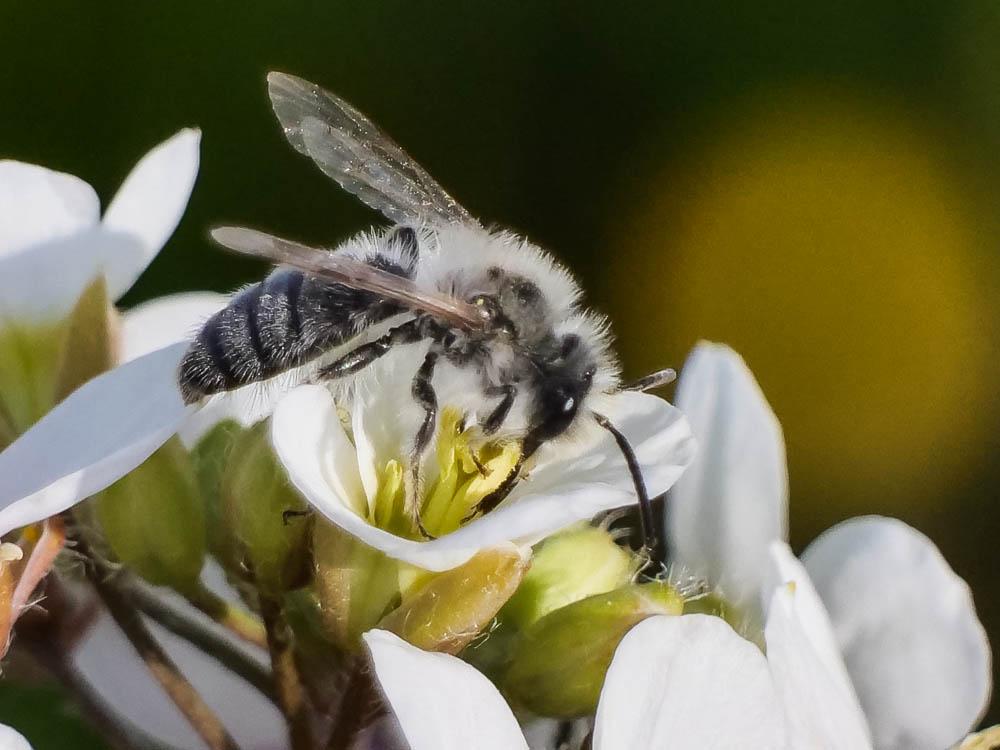Andrena bicolorata (Rossi, 1790)